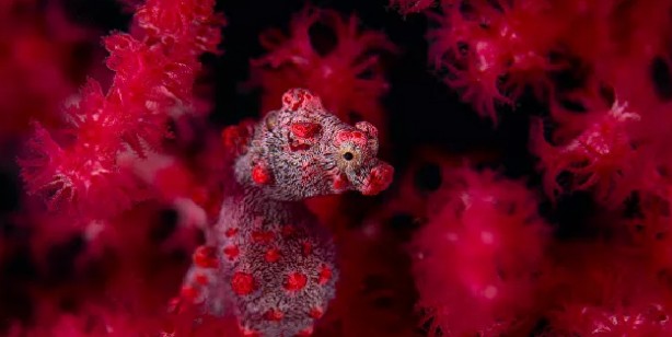 Foto - 2021'in en iyi doğa fotoğrafları seçildi