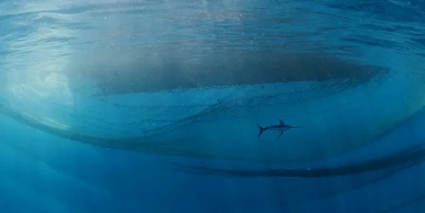 Foto - 2021'in en iyi doğa fotoğrafları seçildi