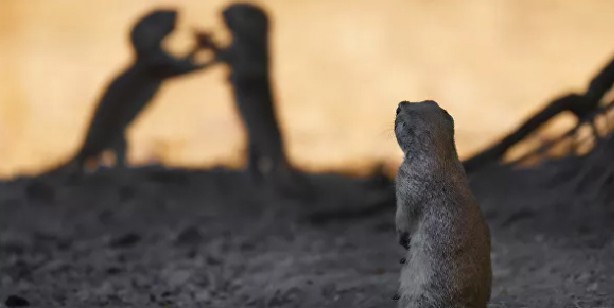 Foto - 2021'in en iyi doğa fotoğrafları seçildi