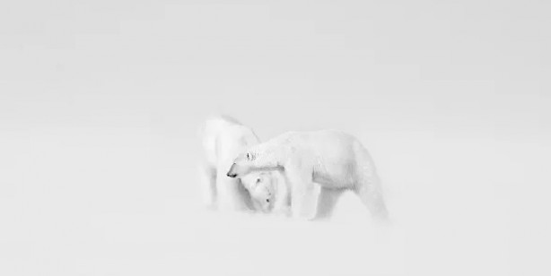 Foto - 2021'in en iyi doğa fotoğrafları seçildi