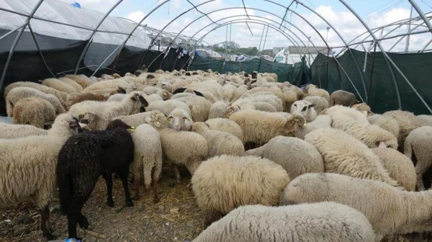 Foto - 2022 yılı kurban vekalet ücretleri belli oldu