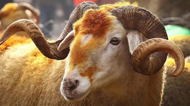 Foto - 2022 yılı kurban vekalet ücretleri belli oldu