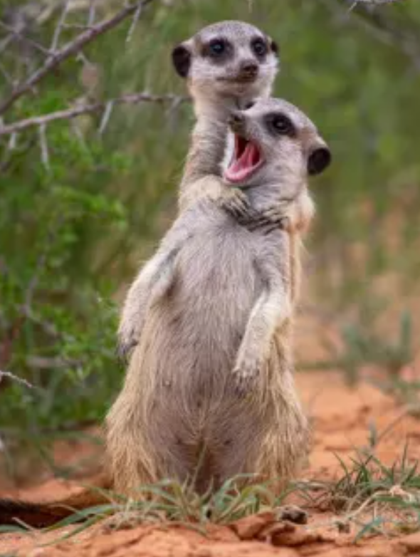 Foto - 2022’ye damga vurdu! İşte ödül kazanan o fotoğraf …