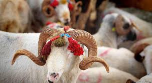 Foto - 2023 yılı vekaletle kurban kesim bedelleri! Diyanet ilan etti: Yurt içinde ve yurt dışında...Açıklaması