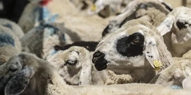 2023 yılı vekaletle kurban kesim bedelleri! Diyanet ilan etti: Yurt içinde ve yurt dışında...Açıklaması