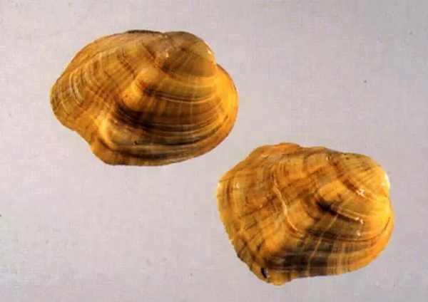 Foto - 2023 yılında son kez görüldüler! Bu türlerin nesli tükendi