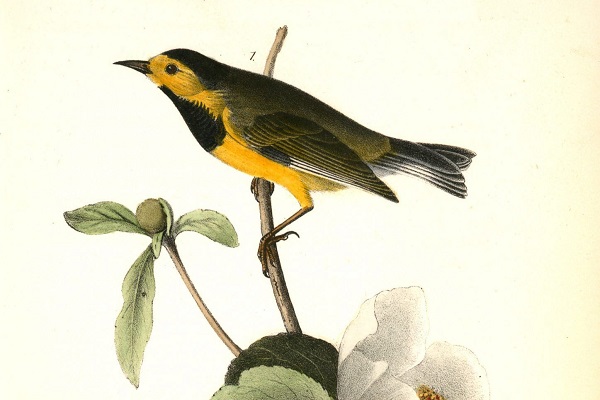 2023 yılında son kez görüldüler! Bu türlerin nesli tükendi