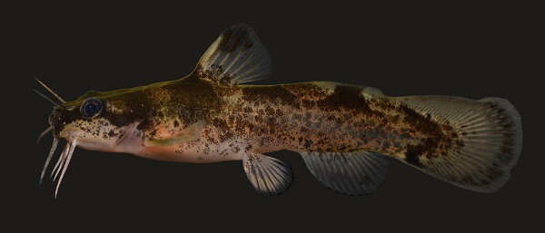 Foto - 2023 yılında son kez görüldüler! Bu türlerin nesli tükendi