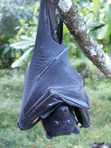 Foto - 2023 yılında son kez görüldüler! Bu türlerin nesli tükendi