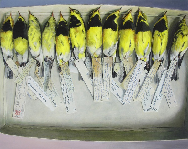 Foto - 2023 yılında son kez görüldüler! Bu türlerin nesli tükendi