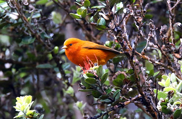 Foto - 2023 yılında son kez görüldüler! Bu türlerin nesli tükendi