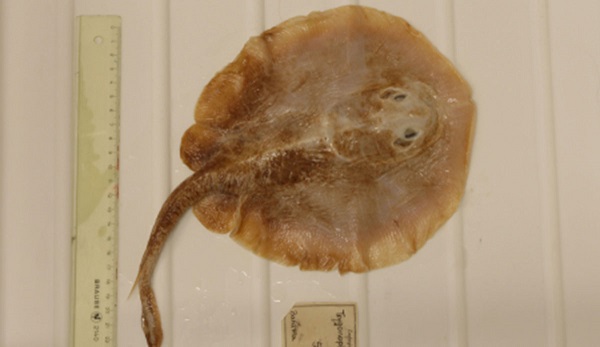 Foto - 2023 yılında son kez görüldüler! Bu türlerin nesli tükendi