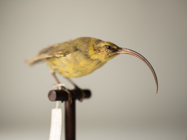 Foto - 2023 yılında son kez görüldüler! Bu türlerin nesli tükendi