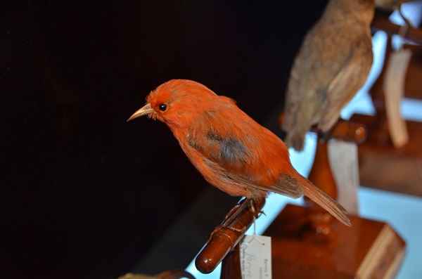 Foto - 2023 yılında son kez görüldüler! Bu türlerin nesli tükendi