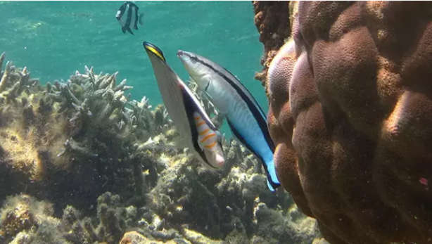 Foto - 2023'e damga vuran 6 garip gerçek! Beyni yok ama çarpa çarpa öğrendi