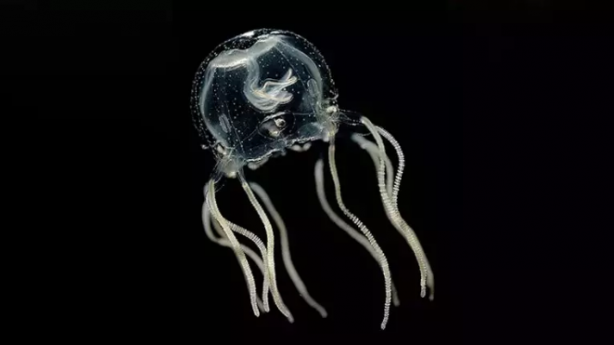 Foto - 2023'e damga vuran 6 garip gerçek! Beyni yok ama çarpa çarpa öğrendi