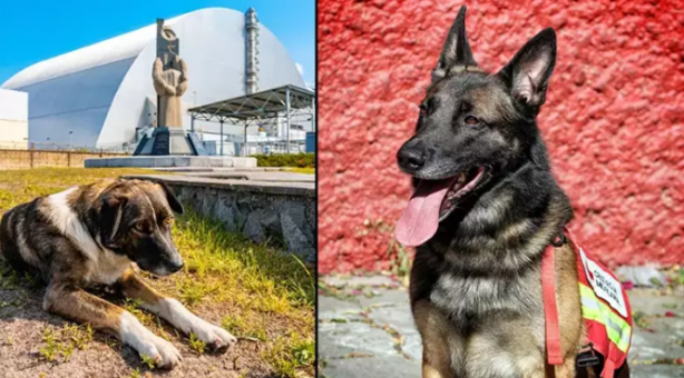 Foto - 2023'e damga vuran 6 garip gerçek! Beyni yok ama çarpa çarpa öğrendi