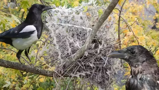 Foto - 2023'e damga vuran 6 garip gerçek! Beyni yok ama çarpa çarpa öğrendi