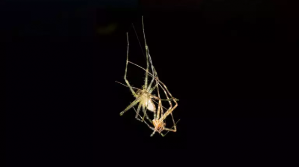 Foto - 2023'e damga vuran 6 garip gerçek! Beyni yok ama çarpa çarpa öğrendi