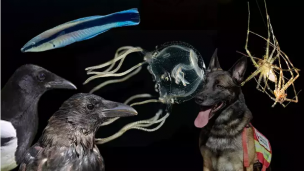 2023'e damga vuran 6 garip gerçek! Beyni yok ama çarpa çarpa öğrendi