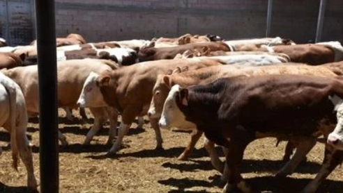 Foto - 2025 kurbanlık fiyatları belli oldu! büyükbaş ve küçükbaş güncel fiyat listesi