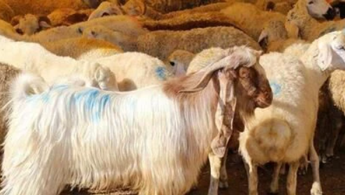 Foto - 2025 kurbanlık fiyatları belli oldu! büyükbaş ve küçükbaş güncel fiyat listesi