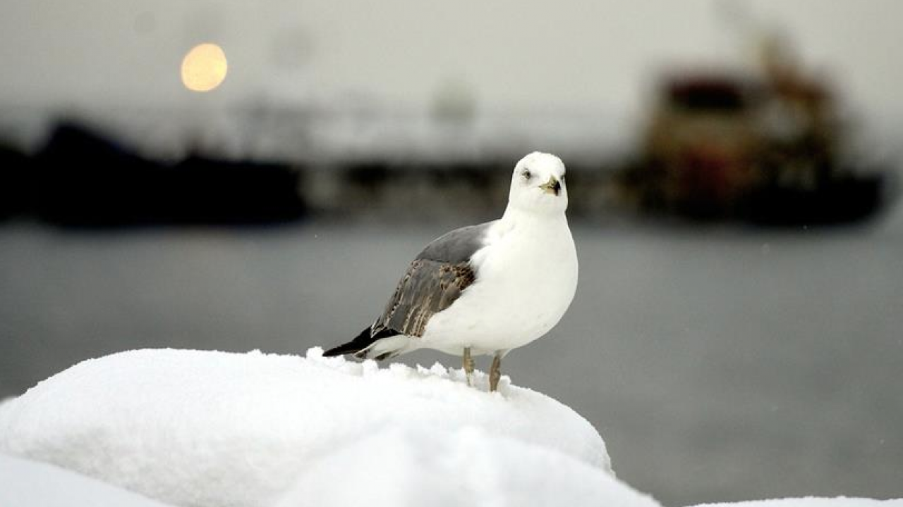 2026 çok soğuk geçecek çok... Kara kış İstanbul'a geliyor! Tarih verildi, lapa lapa kar yapacak