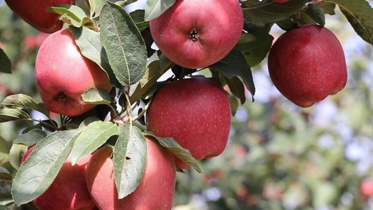 233 ton elma imha edildi