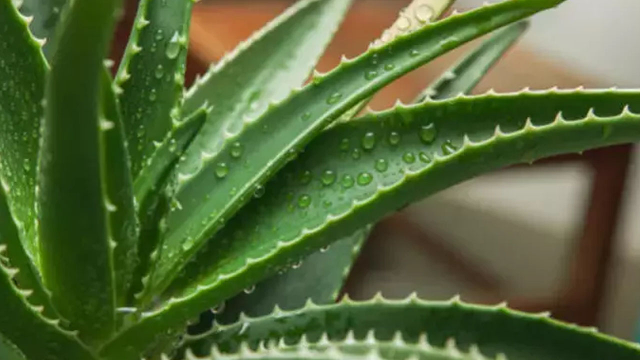 Foto - 1 kaşık tozu bile aloe verayı coşturuyor! Patır patır yavrulayacak, fırına atın