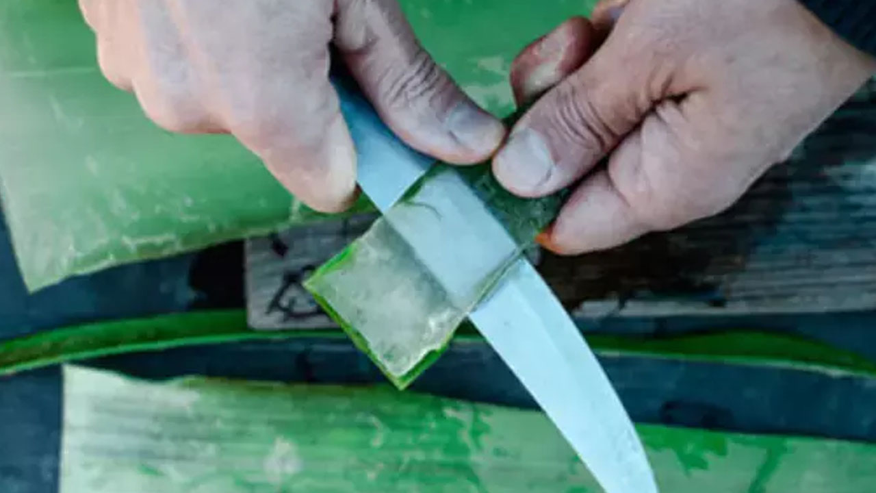 Foto - 1 kaşık tozu bile aloe verayı coşturuyor! Patır patır yavrulayacak, fırına atın