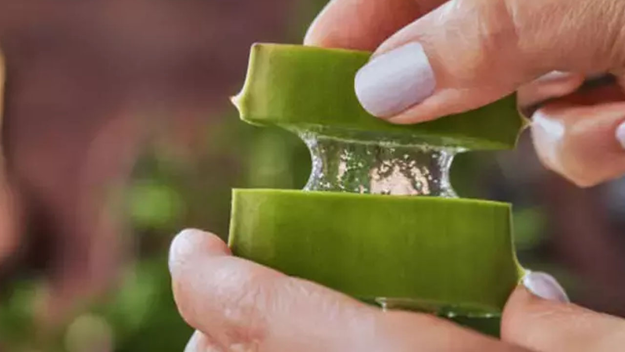 1 kaşık tozu bile aloe verayı coşturuyor! Patır patır yavrulayacak, fırına atın