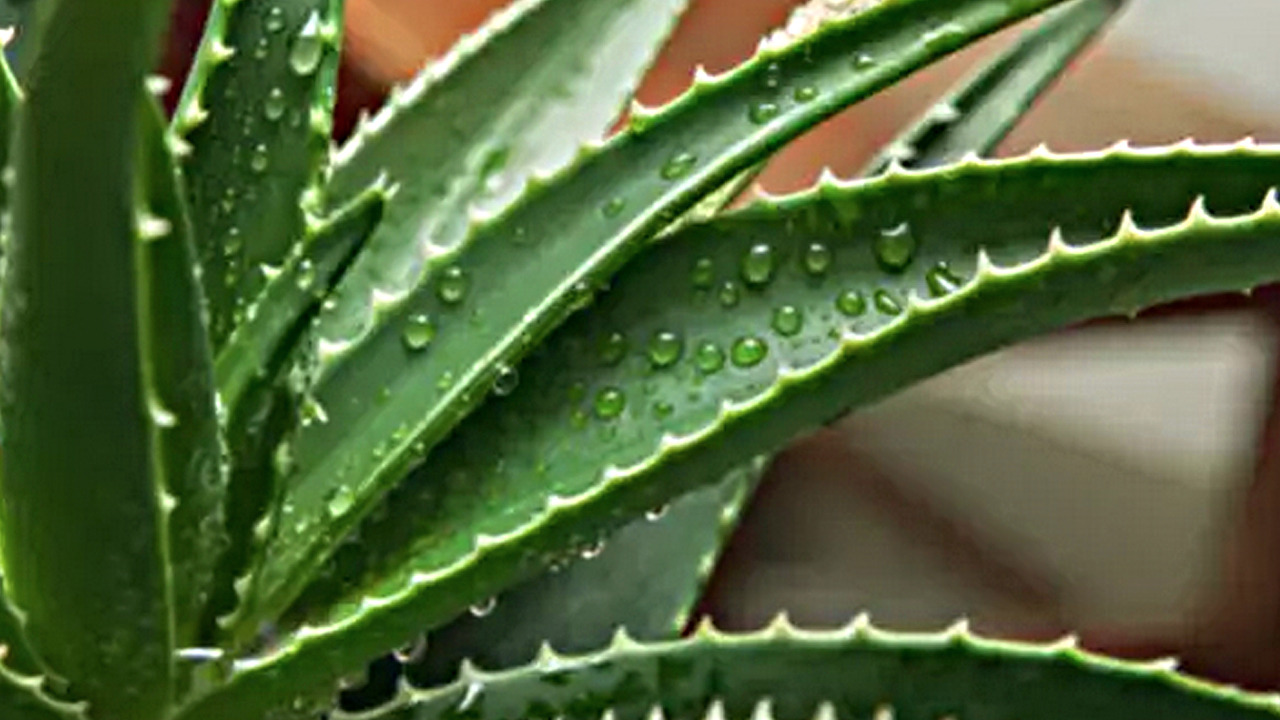 Foto - 1 kaşık tozu bile aloe verayı coşturuyor! Patır patır yavrulayacak, fırına atın