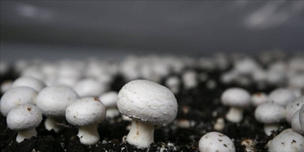 Foto - 24 saat izleniyor, günde 3 ton ürün veriyor! Bunu yapanın cebi parayla doluyor: Yetişmesi de oldukça basit