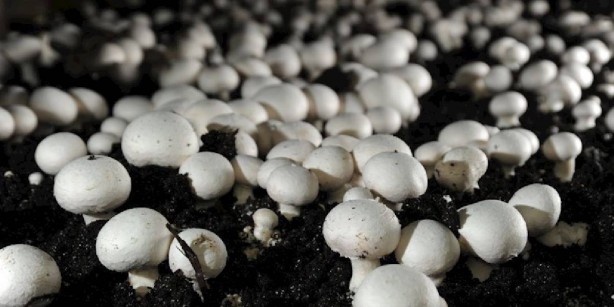 Foto - 24 saat izleniyor, günde 3 ton ürün veriyor! Bunu yapanın cebi parayla doluyor: Yetişmesi de oldukça basit