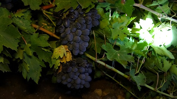 Foto - 24 saat tüfekle nöbet tutuyor