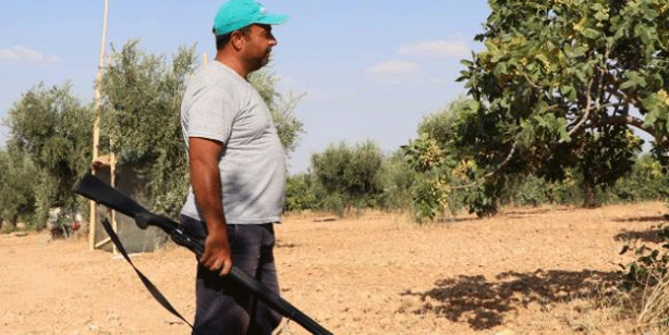24 saat 'yeşil altın' nöbeti