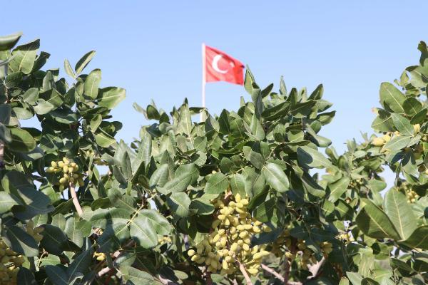Foto - 24 saat 'yeşil altın' nöbeti