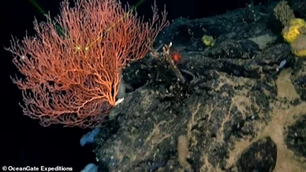 Foto - 24 yıl önce keşfedilmişti... Titanic enkazından gelen gizemli sesin sırrı ortaya çıktı