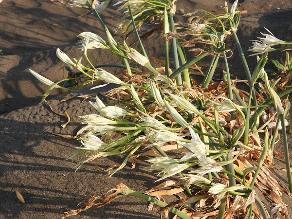 Foto - 244 bin liranız yoksa bu çiçeğe yaklaşmayın