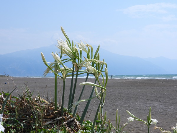 Foto - 244 bin liranız yoksa bu çiçeğe yaklaşmayın