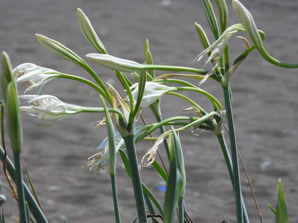 Foto - 244 bin liranız yoksa bu çiçeğe yaklaşmayın