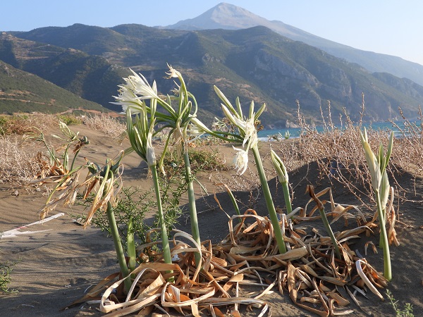 Foto - 244 bin liranız yoksa bu çiçeğe yaklaşmayın