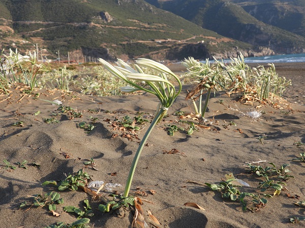 Foto - 244 bin liranız yoksa bu çiçeğe yaklaşmayın