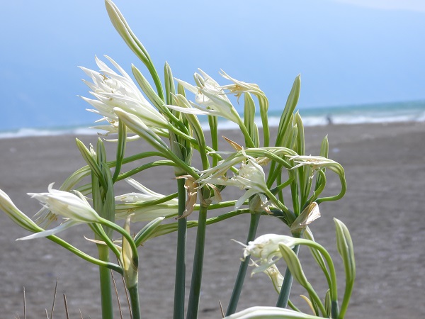 Foto - 244 bin liranız yoksa bu çiçeğe yaklaşmayın