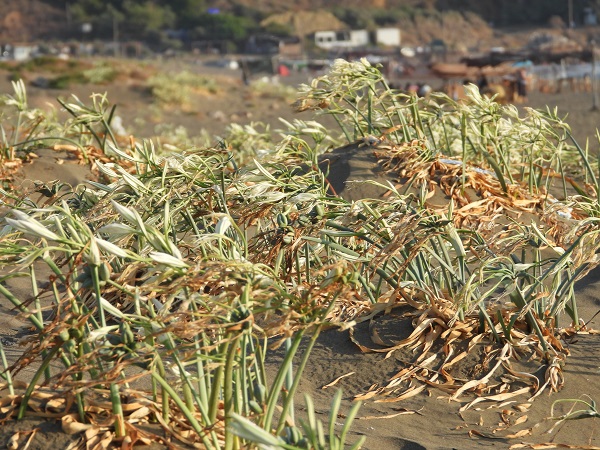 Foto - 244 bin liranız yoksa bu çiçeğe yaklaşmayın