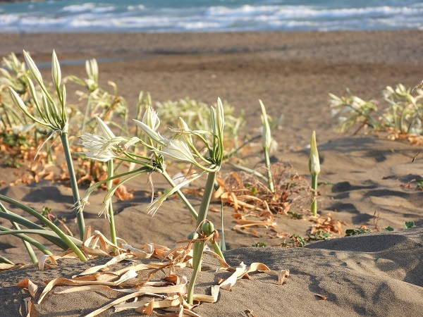 Foto - 244 bin liranız yoksa bu çiçeğe yaklaşmayın