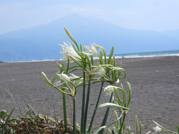 Foto - 244 bin liranız yoksa bu çiçeğe yaklaşmayın