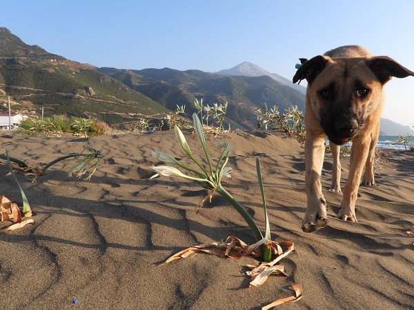 Foto - 244 bin liranız yoksa bu çiçeğe yaklaşmayın