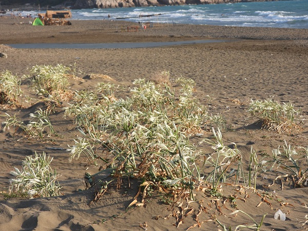 Foto - 244 bin liranız yoksa bu çiçeğe yaklaşmayın