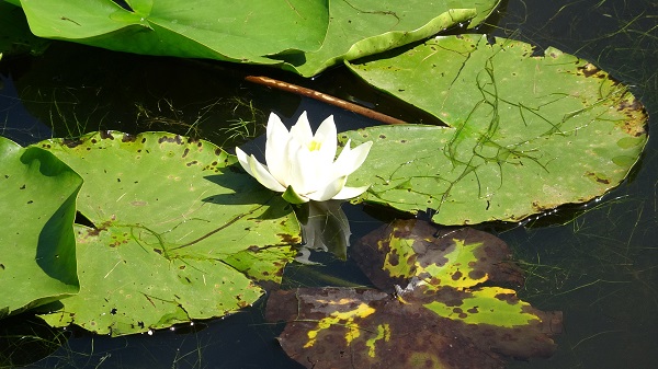 Foto - 244 bin liranız yoksa bu çiçeğin yanından geçmeyin